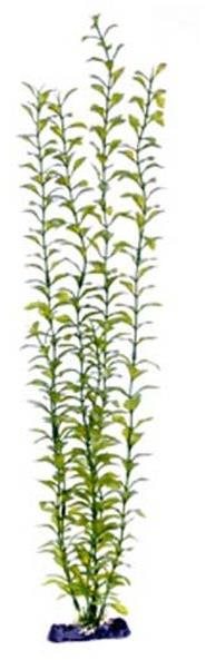 Penn Pla Blooming Ludwigia Green Giant 56 cm