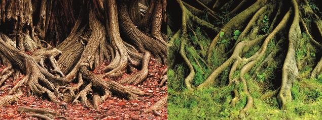 Macenauer Fototapeta 1 S 60 × 30 cm