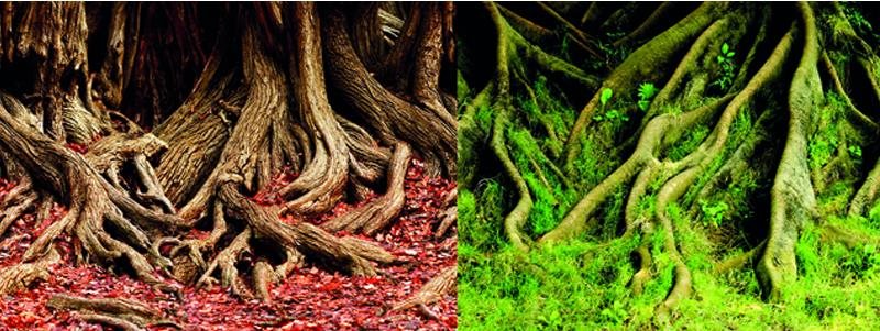 Macenauer fototapeta 1 L 100 × 50 cm