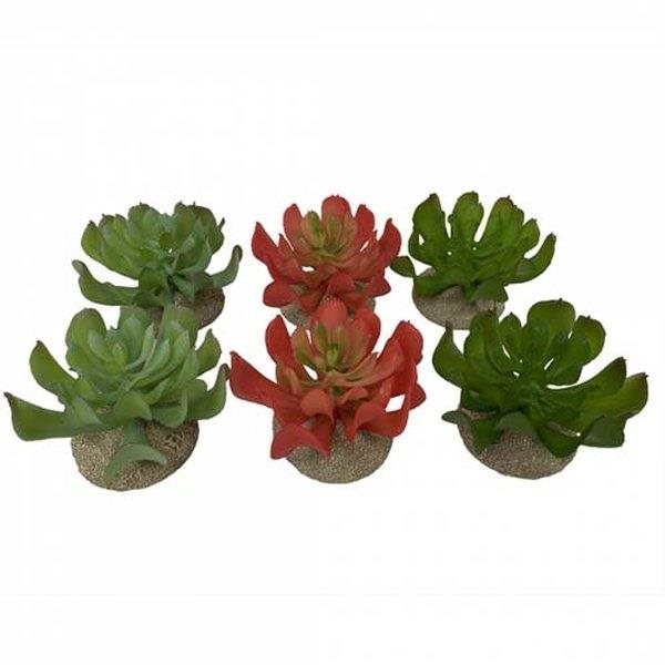 Ebi Terra Della Dekorácia do terária Echeveria mix farieb 8,5 × 8 × 5,8 cm