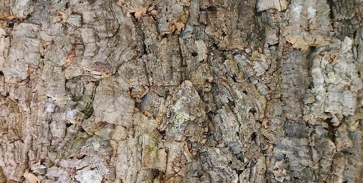 Lucky Reptile Korkové pozadie 60 × 30 cm