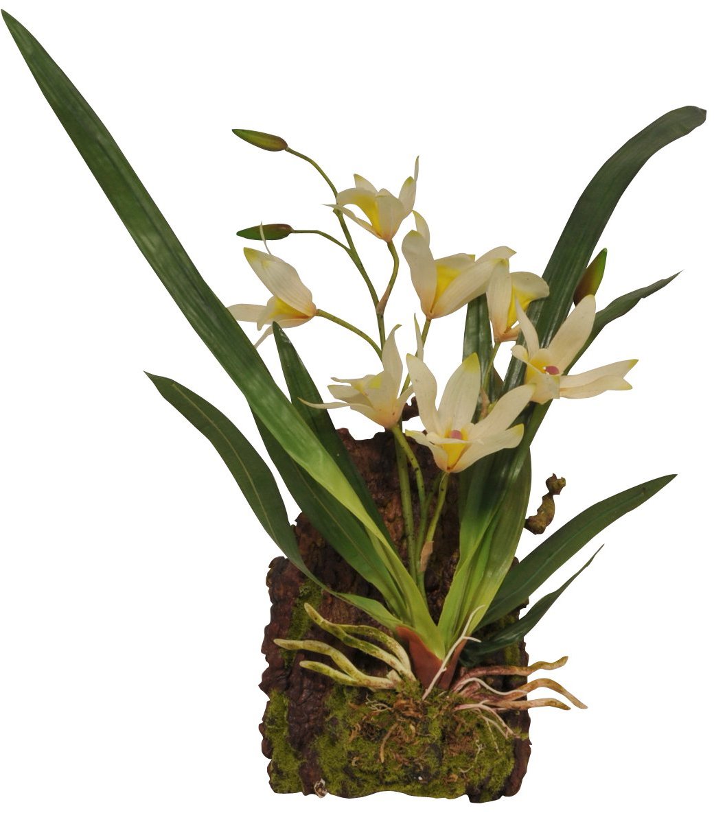 Lucky Reptile Jungle Plants kvitnúca Závesná orchidea – biela 20 × 30 cm