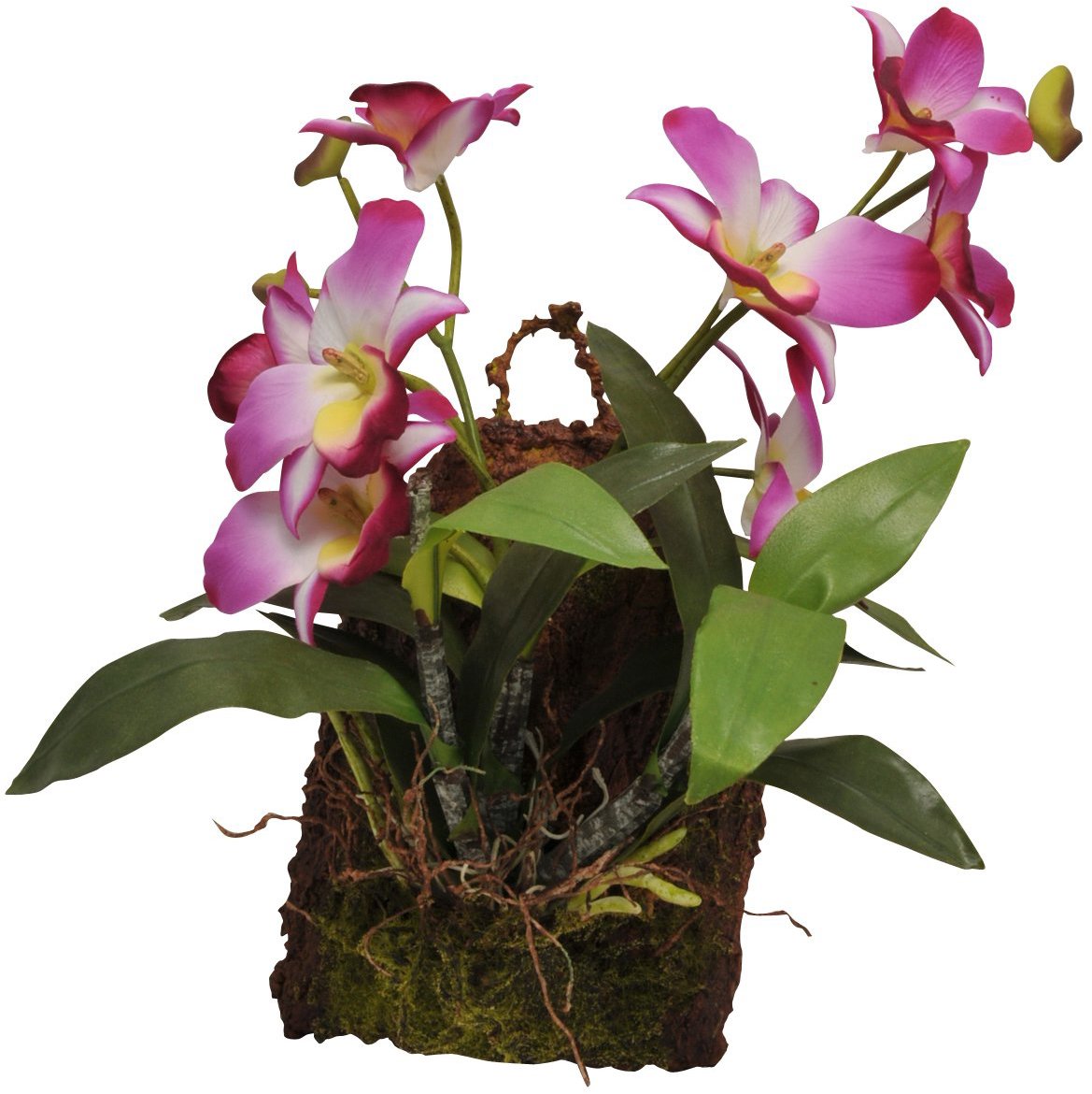 Lucky Reptile Jungle Plants kvitnúca Závesná orchidea – purpurová 20 × 30 cm