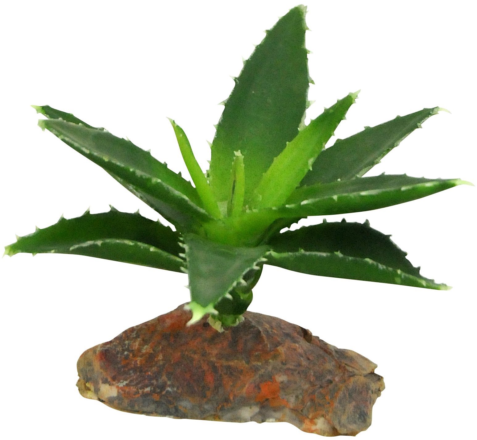 Lucky Reptile Sukulenty Agáva malá, cca 10 cm