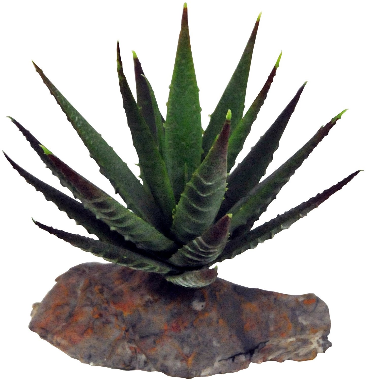 Lucky Reptile Sukulenty Tiger Aloe, cca 8 cm