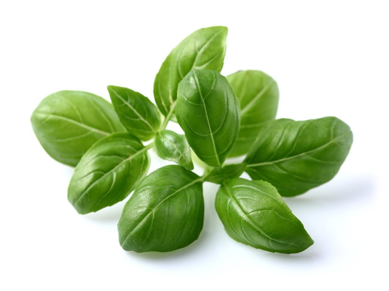 Click and Grow Bazalka