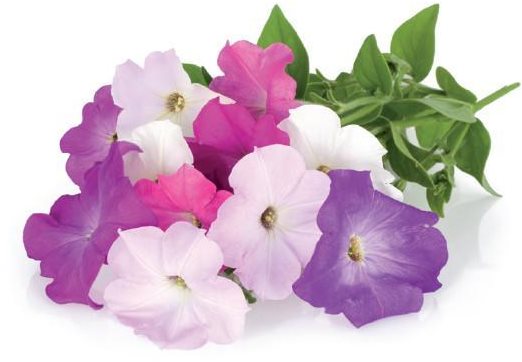 Click and Grow Petúnie