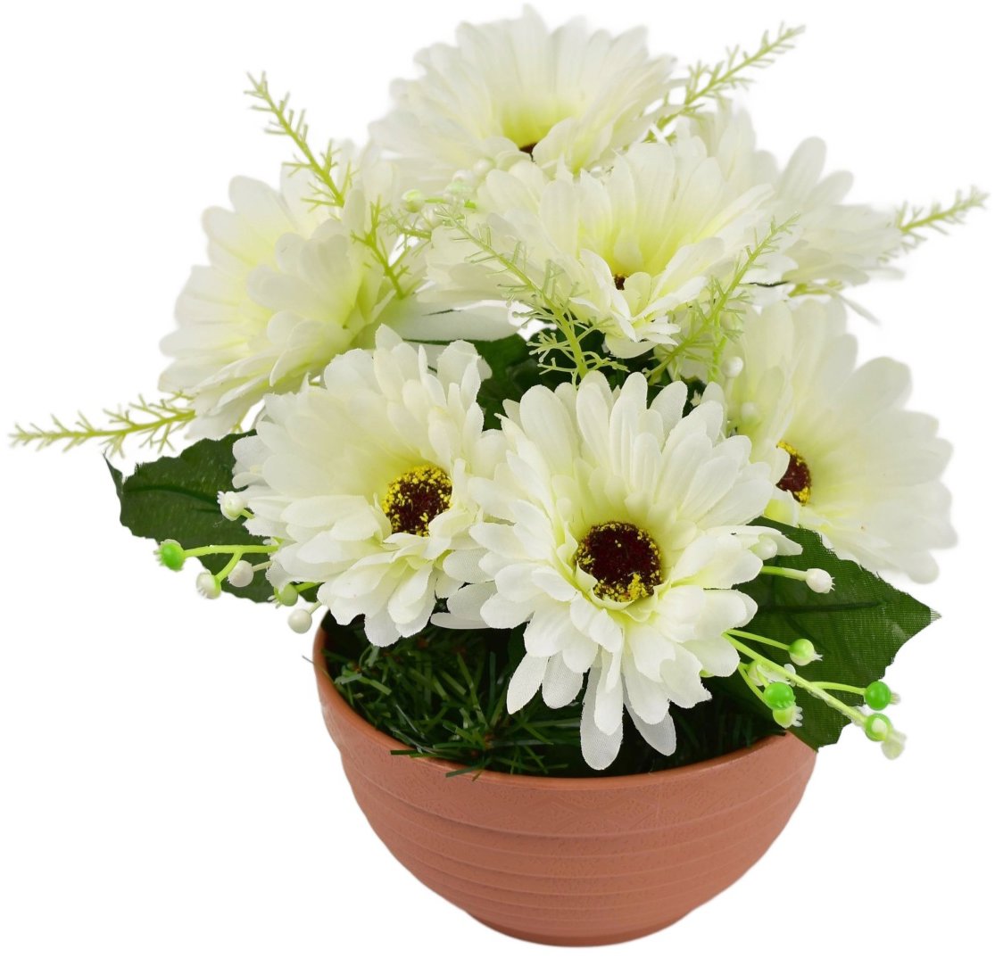 DOMMIO Gerbery krémové 7 kvetov v terakotovej miske, priemer 22/24 cm