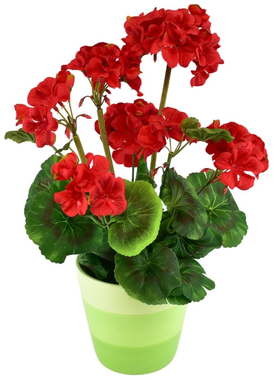 BerryHome Muškát v keramickom kvetináči 40 × 25 cm červený