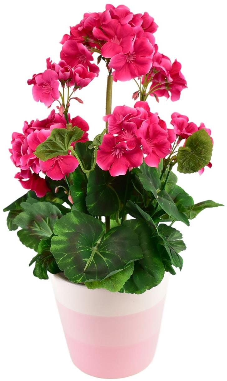 BerryHome Muškát v keramickom kvetináči 40 × 25 cm ružový