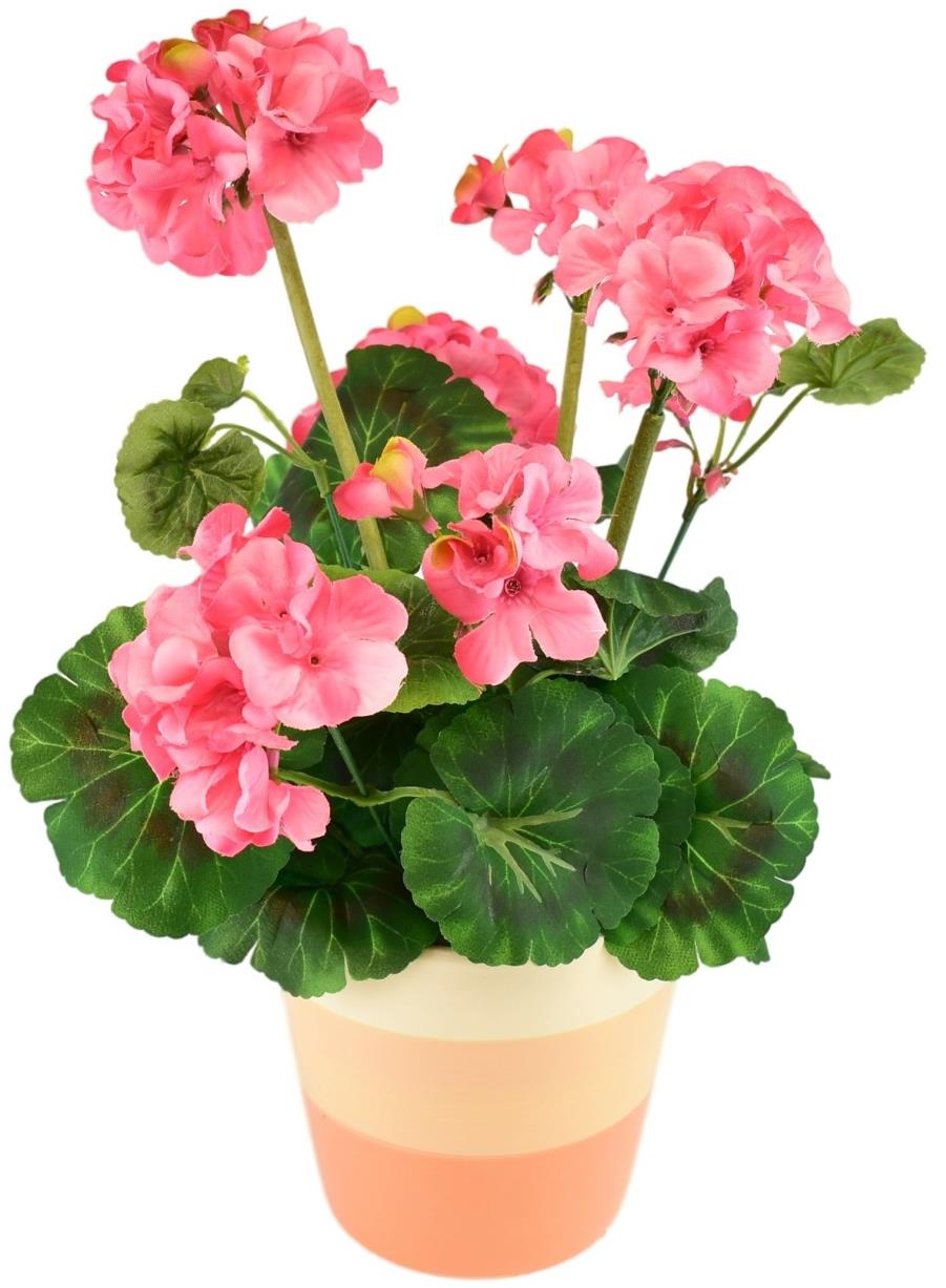 BerryHome Muškát v keramickom kvetináči 40 × 25 cm svetlo ružový