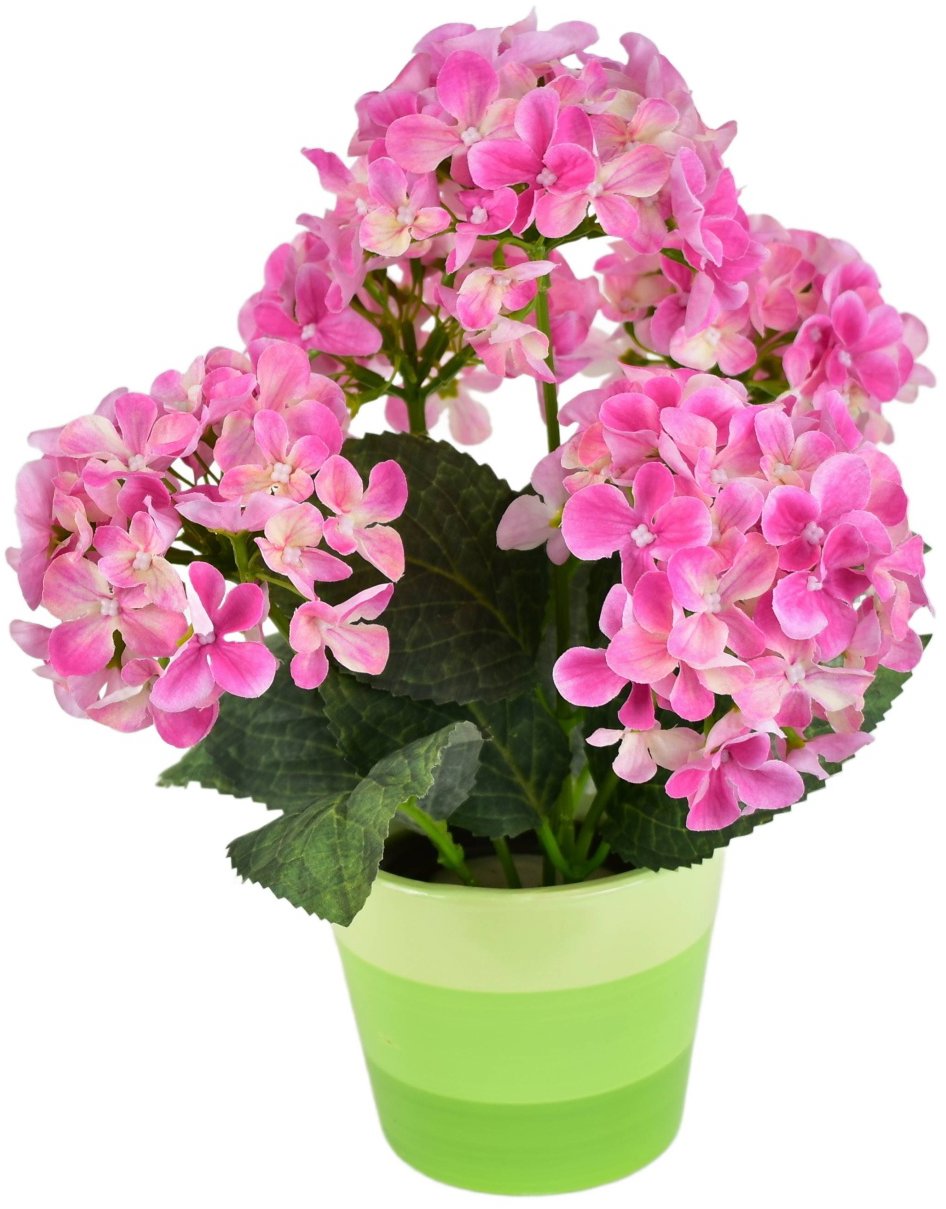 BerryHome Hortenzia ružová 5 kvetov v keramickom kvetináči 33 × 27 cm