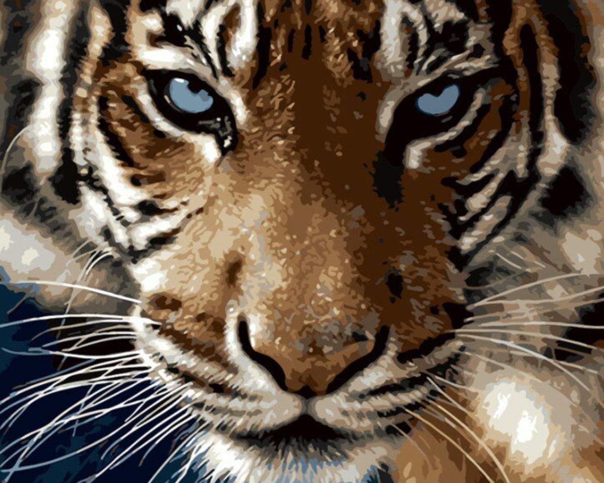 Gaira Tiger M1373