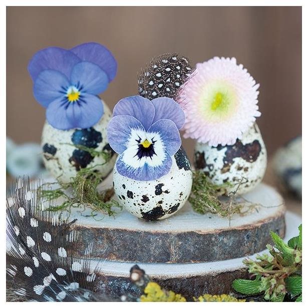 Goba Obrúsky Jarabica vajíčka 3400080