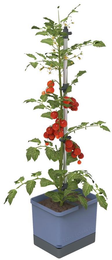 Gusta Garden TOM TOMATO Štandard samozavlažovací kvetináč, modrý