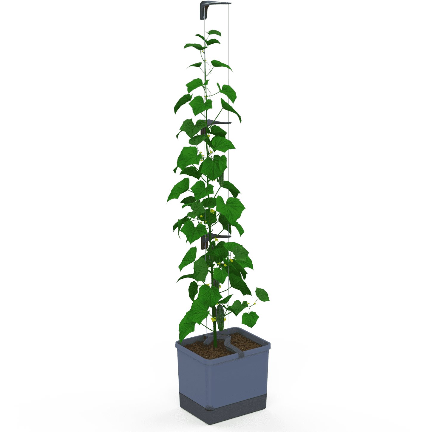 Gusta Garden CURT CUCUMBER samozavlažovací, modrý