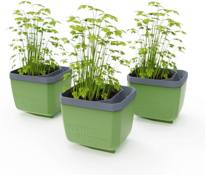 Gusta Garden HERBS BUDDY samozavlažovací, zelený, 3 ks