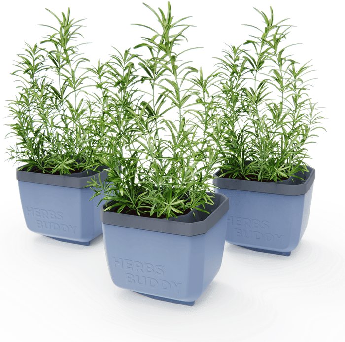 Gusta Garden HERBS BUDDY samozavlažovací, modrý, 3 ks