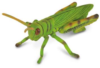 COLLECTA Kobylka lúčna
