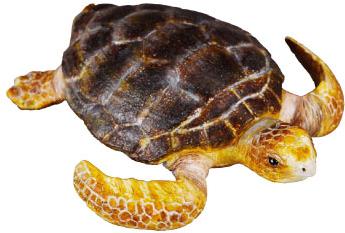 COLLECTA Kareta obecná