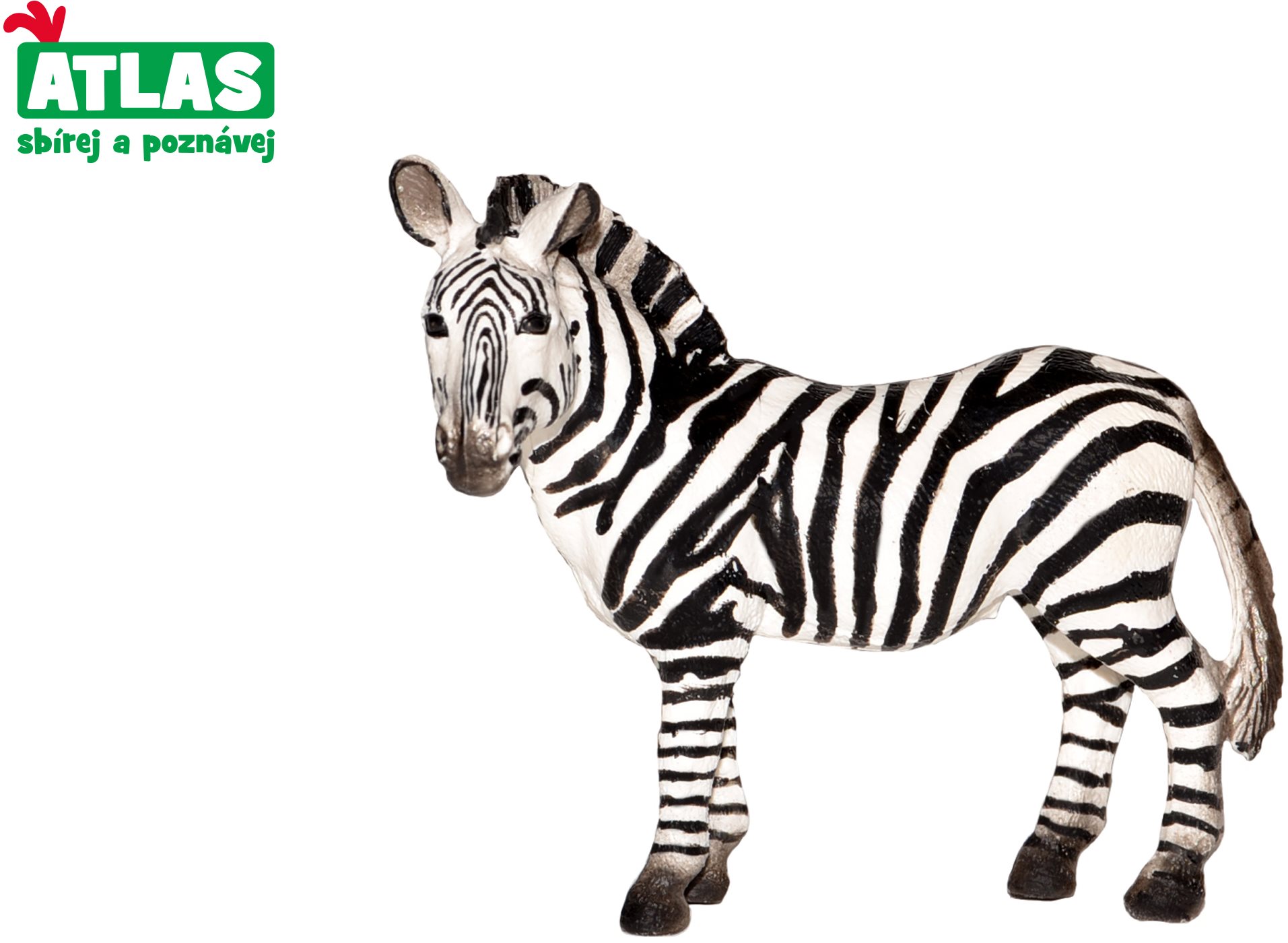 Atlas Zebra