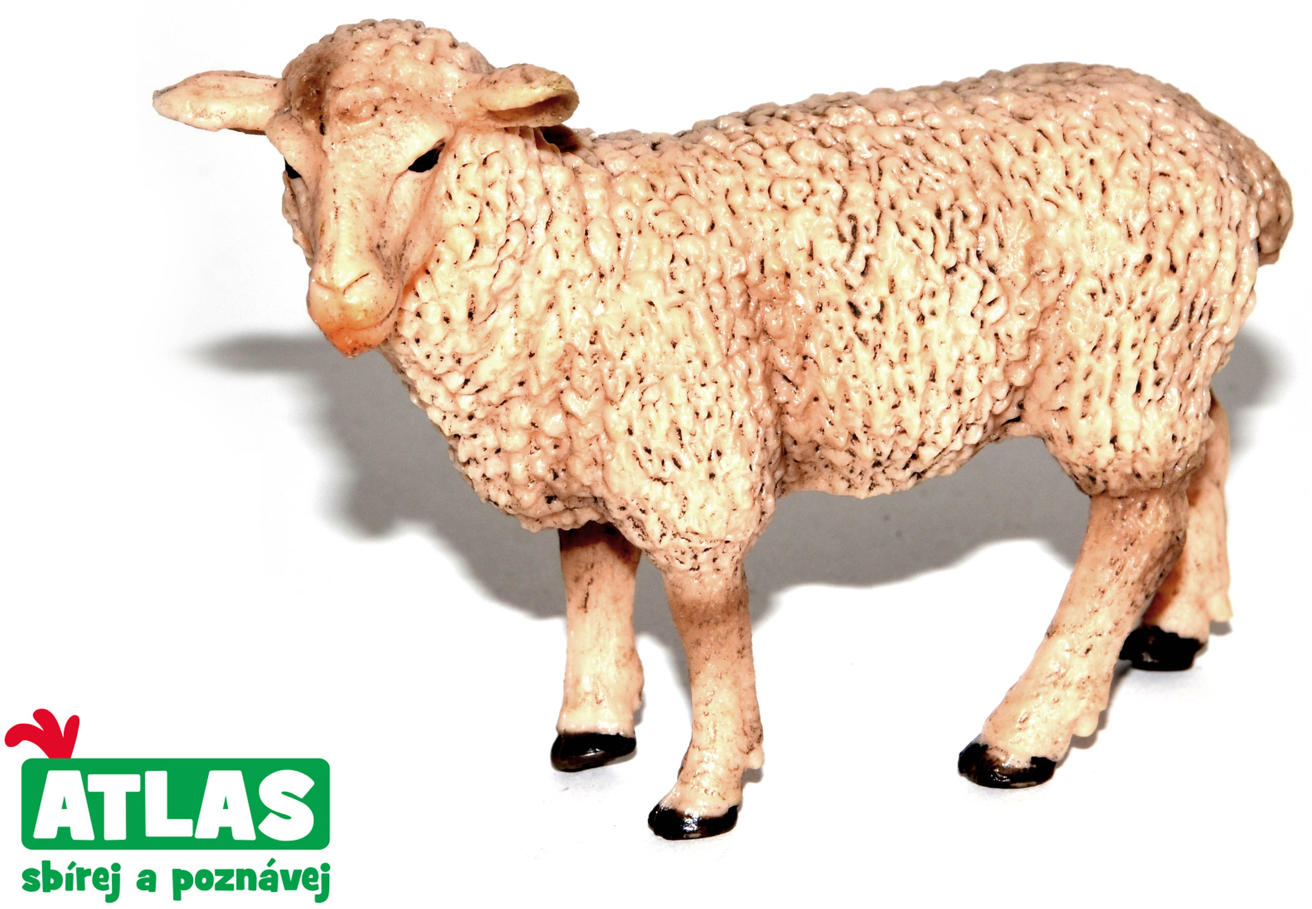 Atlas Ovca