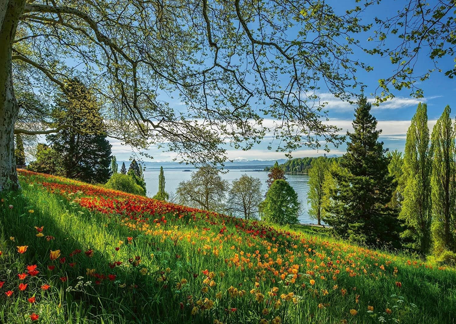 Schimdt Puzzle Kvitnúce tulipány na ostrove Mainau 1000 dielikov