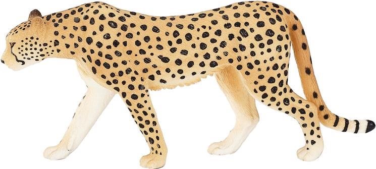 Mojo – Gepard samec
