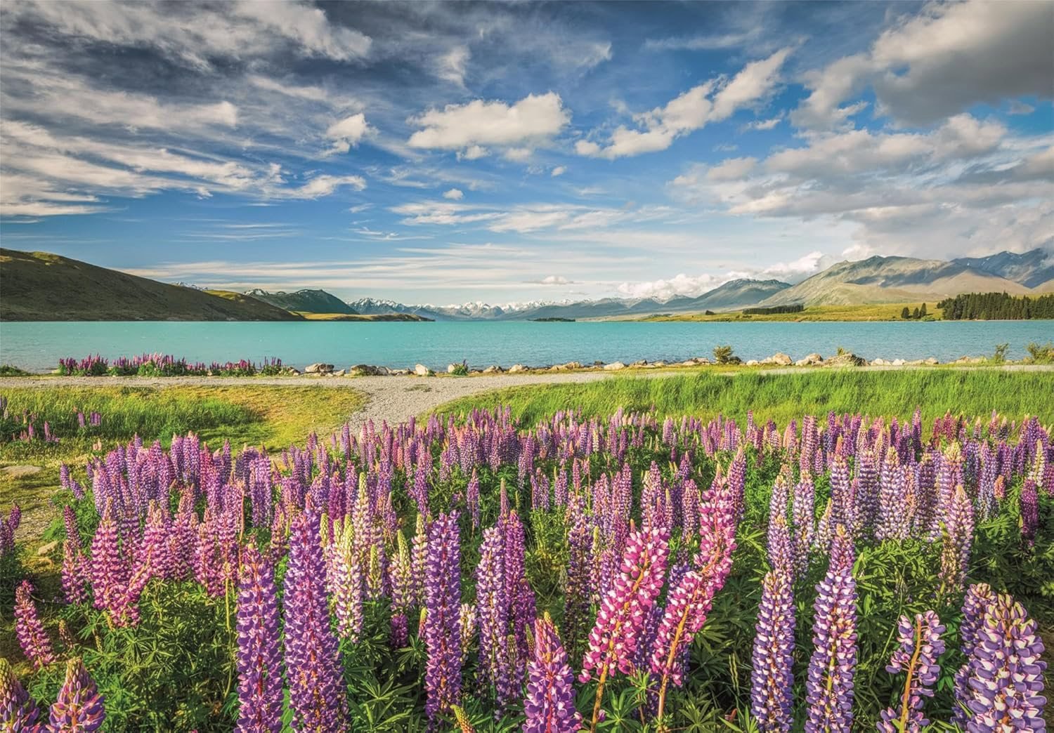 Clementoni Puzzle Lupiny pri jazere Tekapo 1500 dielikov