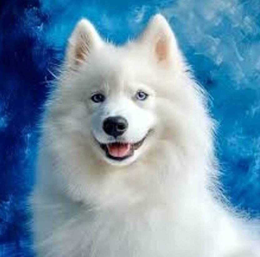 Norimpex Samojed 30 × 40 cm
