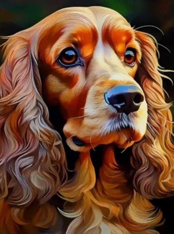 Norimpex Kokeršpaniel 30 × 40 cm