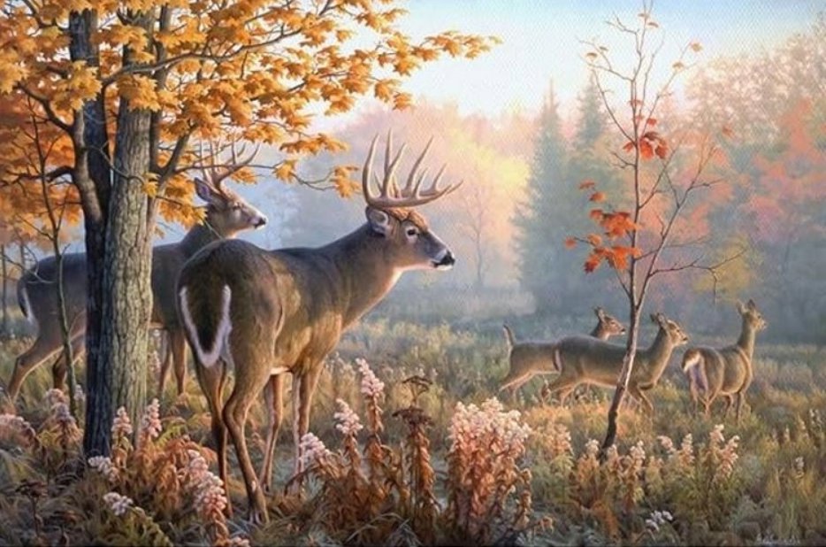 Norimpex Jelene v rannej hmle 30 × 40 cm