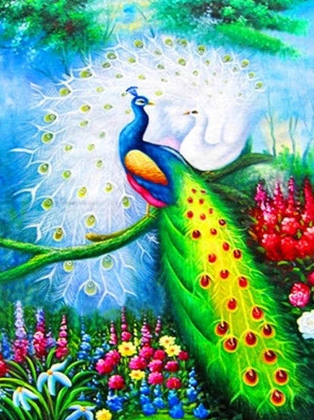 Norimpex Pávy 30 × 40 cm