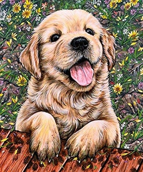 Norimpex Šteniatko labradora 30 × 40 cm