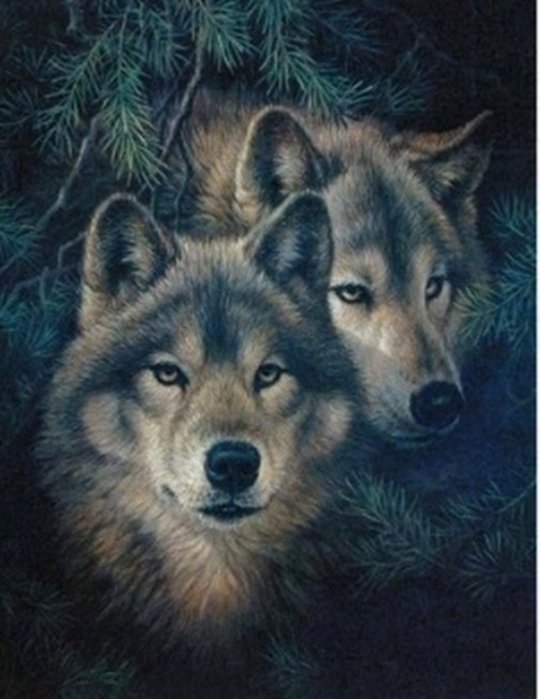 Norimpex Vlky v boroviciach 30 × 40 cm