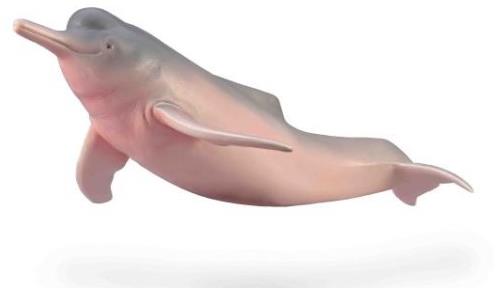 Collecta delfínovec Amazonský