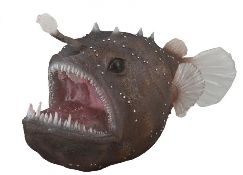 Collecta morský diabol