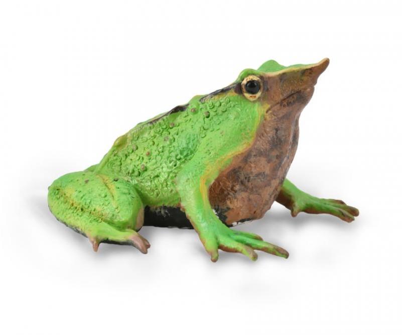 Collecta žaba Nosatka Darwinova