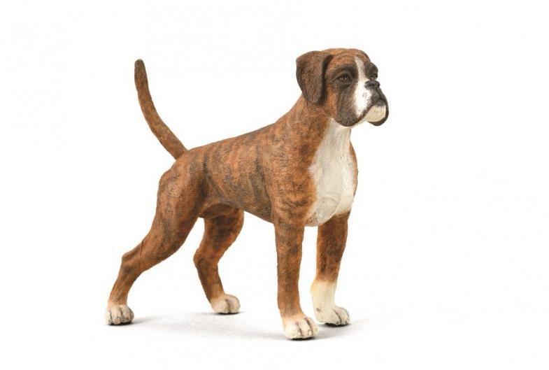 Collecta pes Boxer
