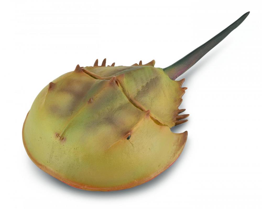 Collecta Hrotnáč