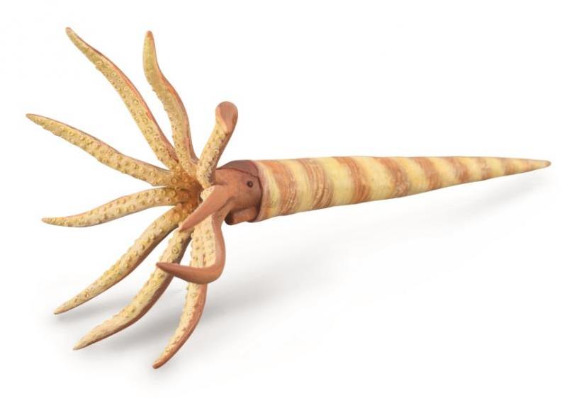 Collecta Orthoceras