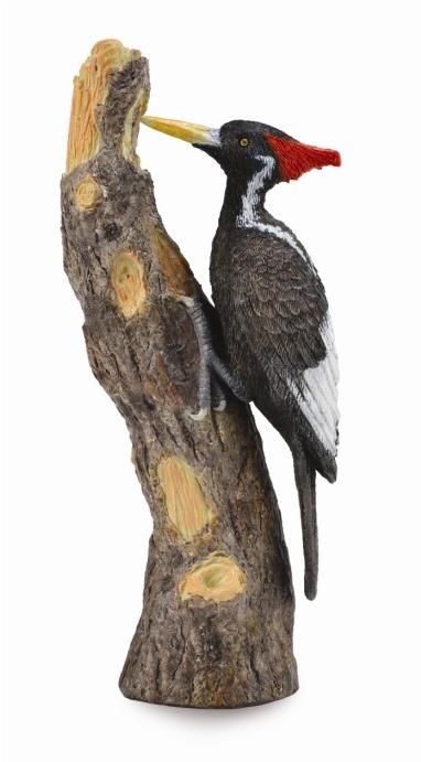 Collecta ďateľ