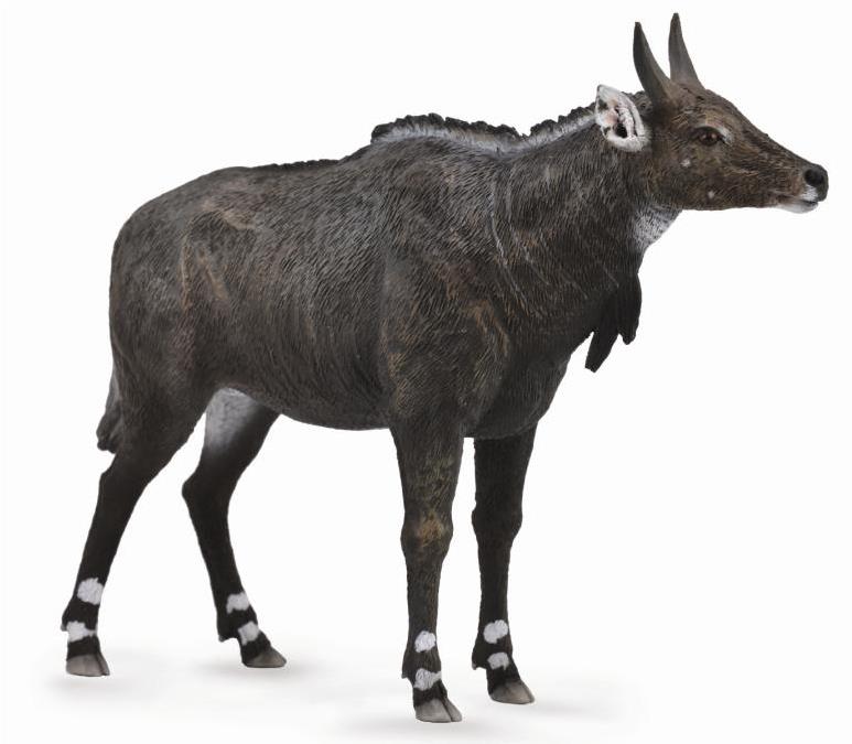 Collecta antilopa Nilgai