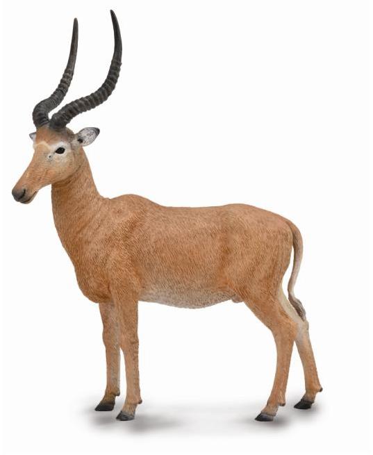 Collecta antilopa Hirola