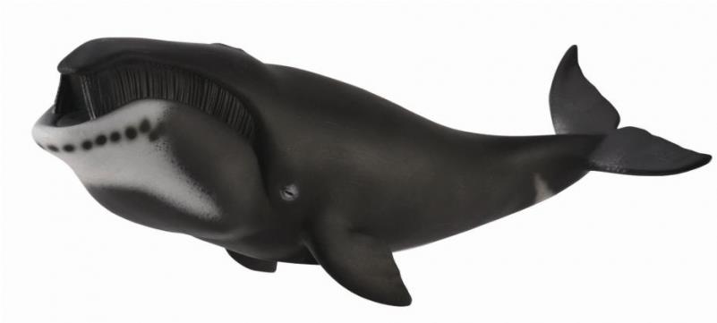Collecta veľryba grónska