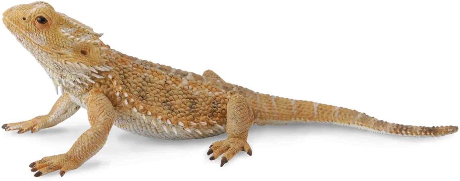 Collecta agama bradatá