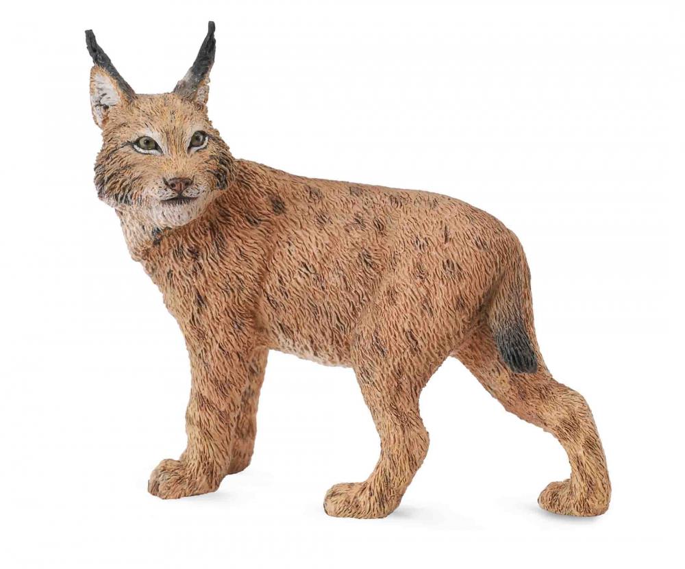 Collecta rys ostrovid