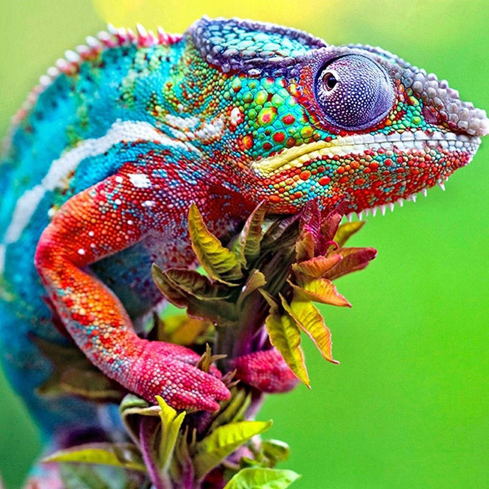 Gaira Chameleón D2327