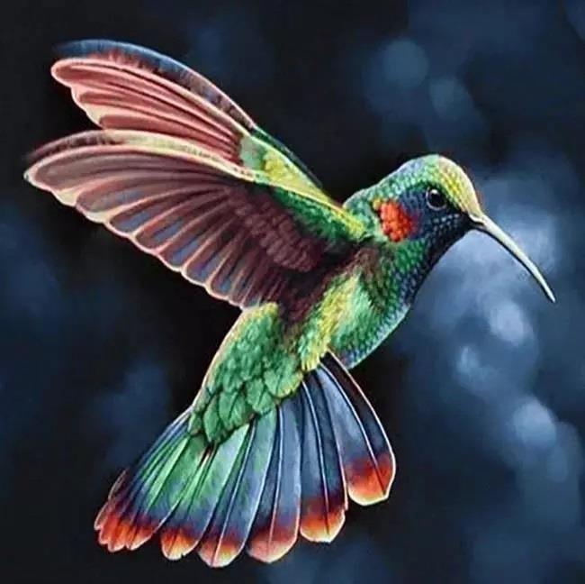 Gaira Kolibrík D0090