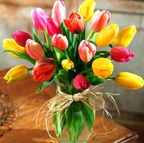 Gaira Tulipány D0787
